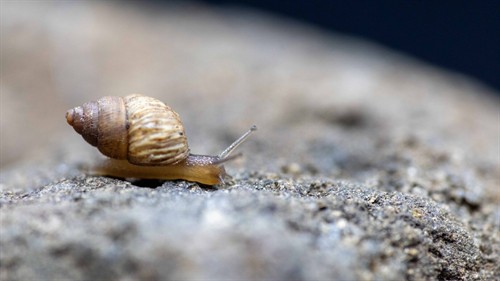 Snail Hunters_still_02_thumb.jpg